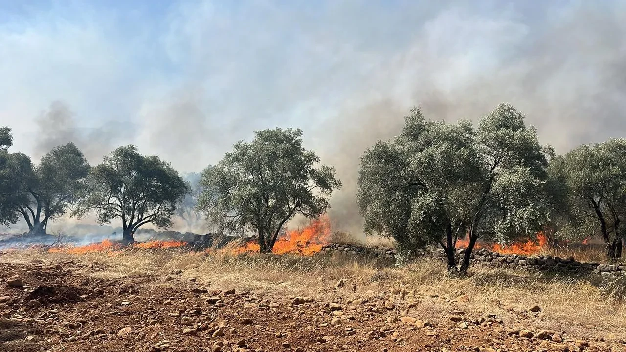 Köyceğiz Yeşilköyde zeytinlik alanda yangın yayılıyor