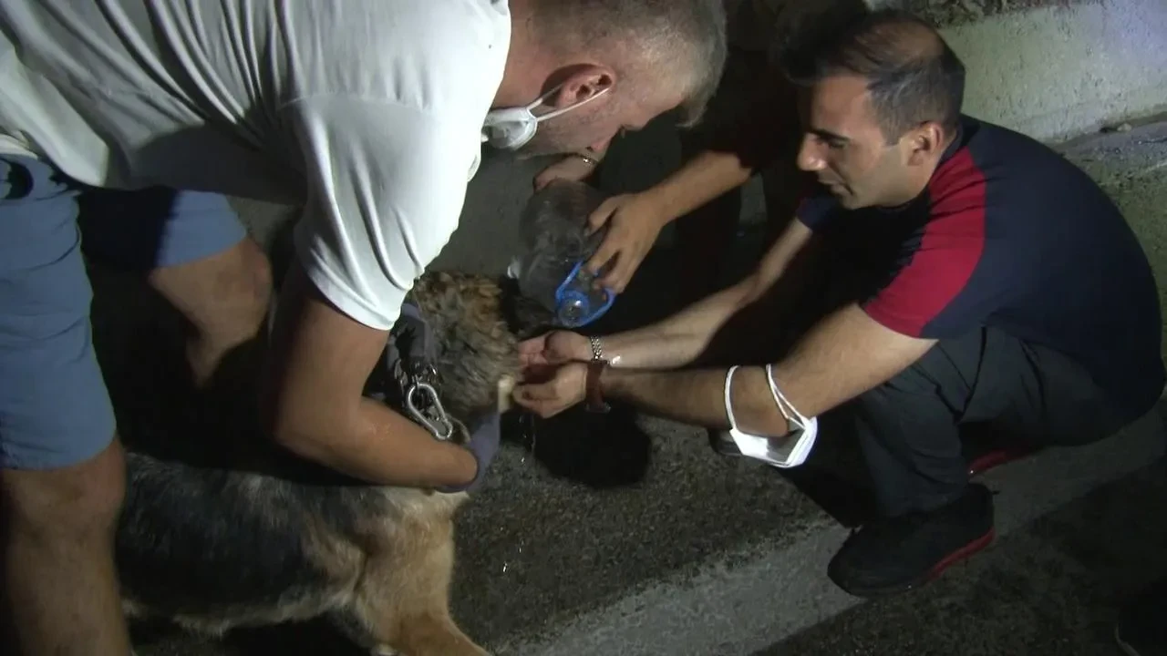 Bursa'da Yangından Mahsur Kalan Hayvanlar Vatandaşlar Tarafından Kurtarıldı