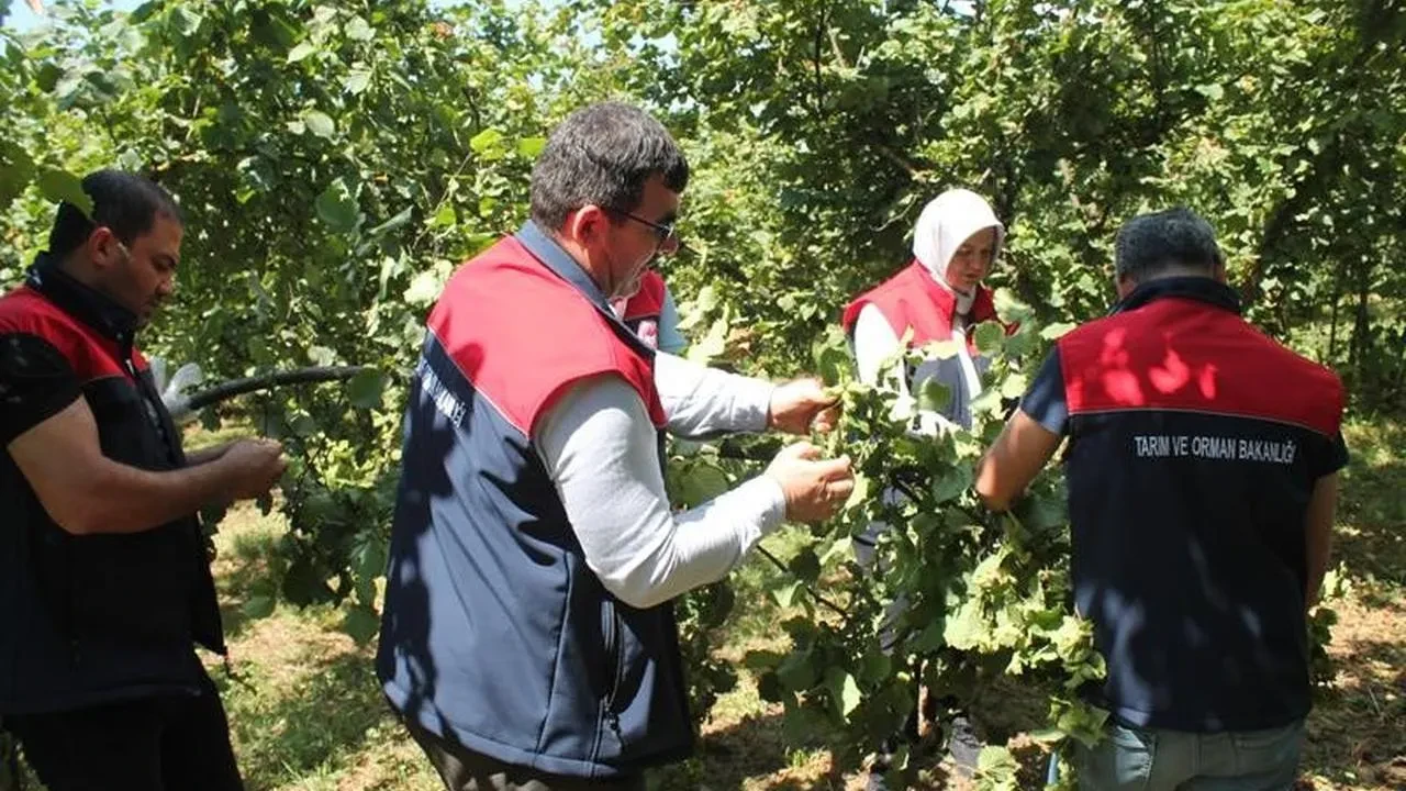 Düzcede fındık rekoltesi için saha çalışmaları başladı