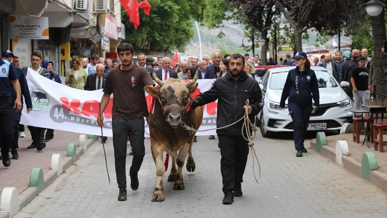 Artvin Kafkasör Festivali boğa güreşleriyle renkleniyor