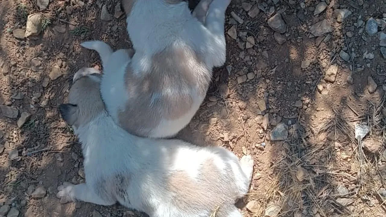 Kırşehir'de menfeze sıkışan iki köpek İl Özel İdaresi ekiplerince kurtarıldı