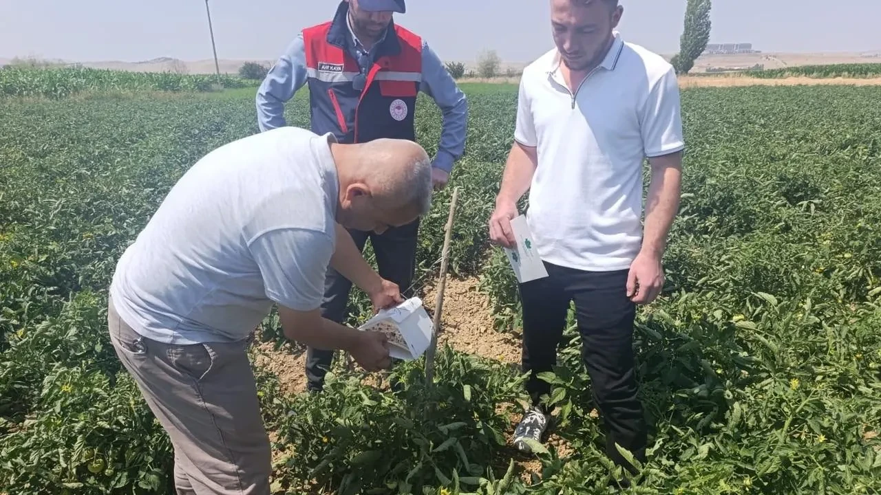 Afyonkarahisar’da Tarım Alanlarında Bitki Sağlığı Çalışmaları Yürütülüyor