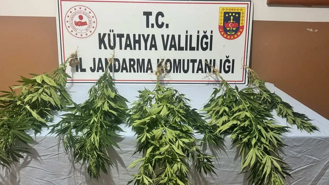 Kütahya'da jandarma kenevir operasyonunda 2 şüpheli gözaltına alındı