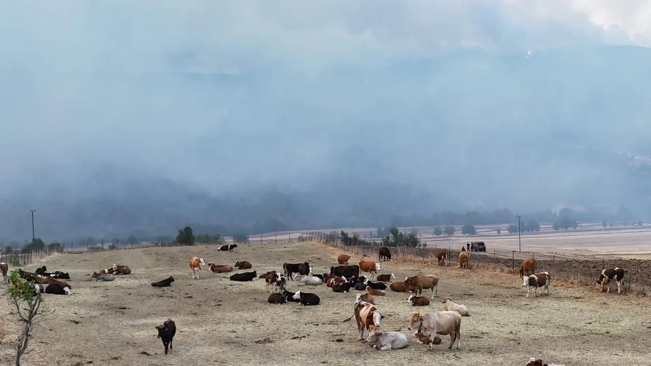 Karabük'te orman yangını köye yaklaştı, 150 hayvan kurtarıldı