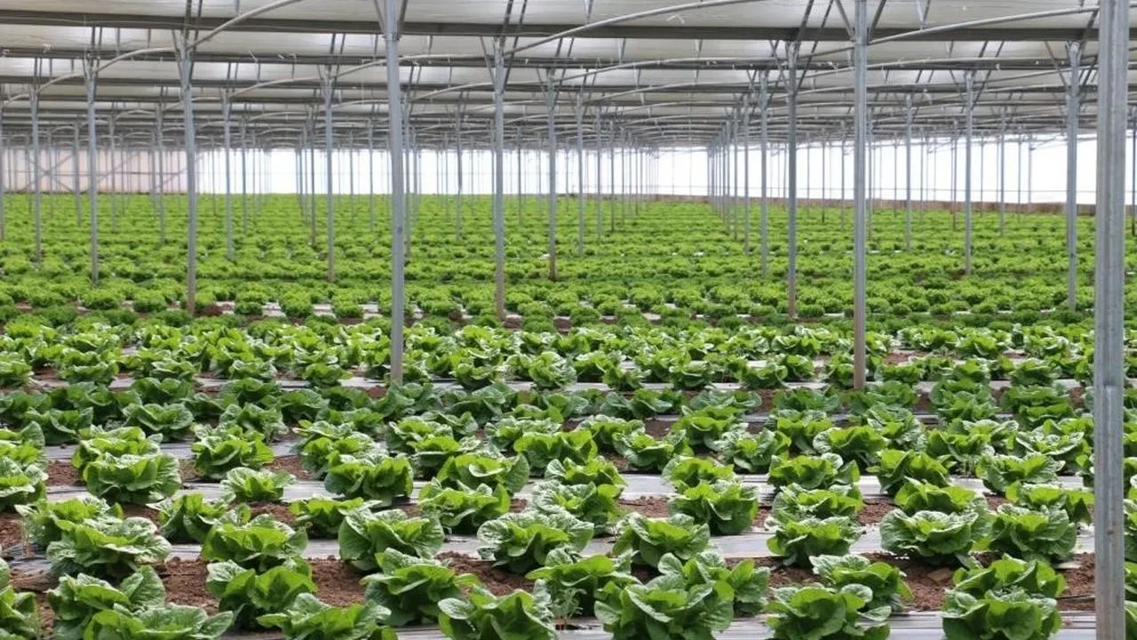 Erzincan Toplu Sera Bölgesi Projesi ile sera üssü oluyor