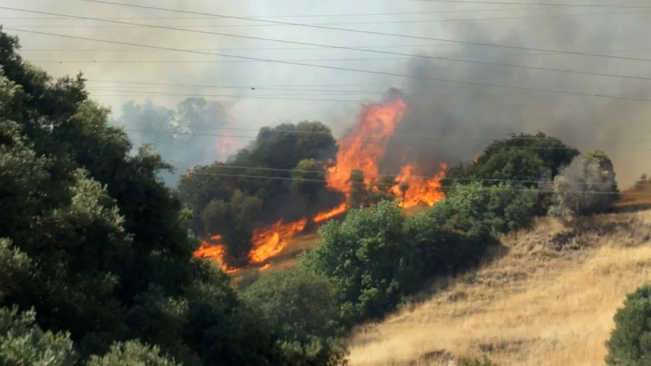 Efeler'de zirai alandan ormana sıçrayan yangına havadan ve karadan müdahale