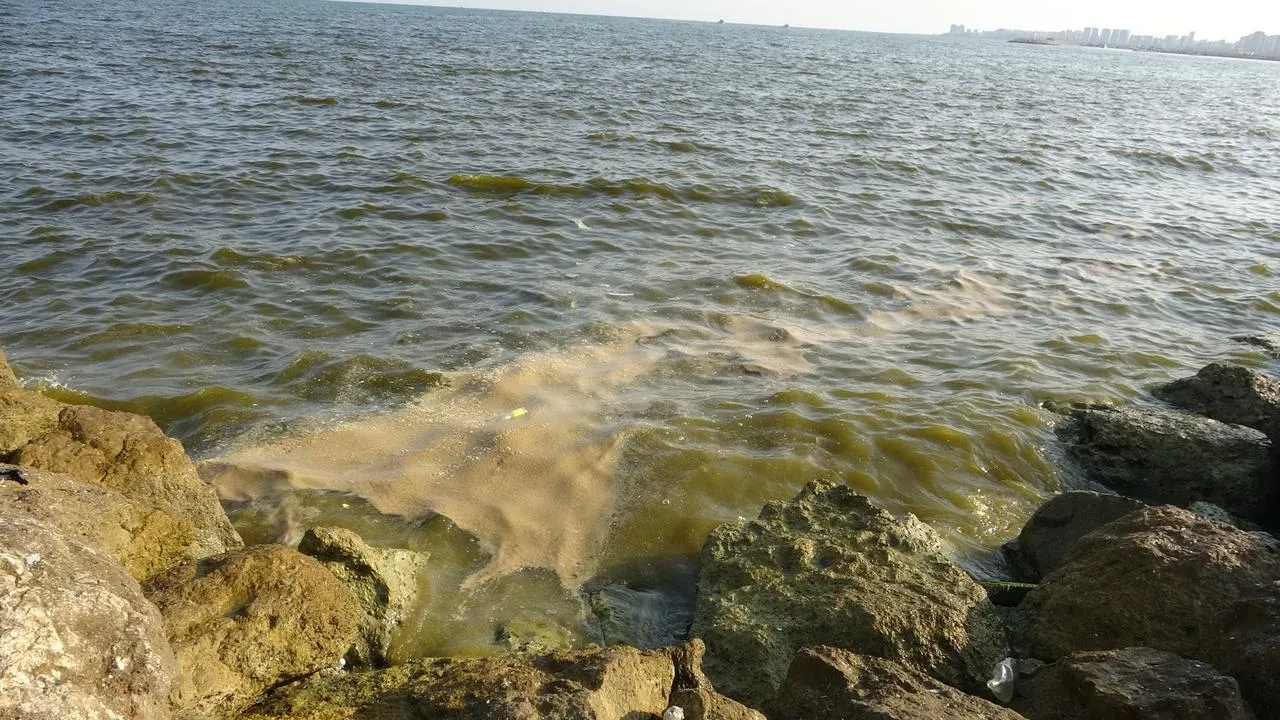 Mersin Körfezinde deniz kirliliği tehlikeli boyutlara ulaştı