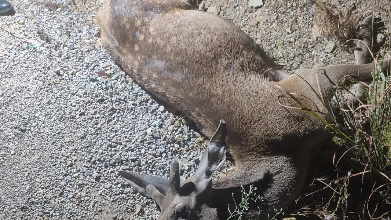 Bursa'nın İnegöl ilçesinde ormandan çıkan geyik yola düşerek öldü