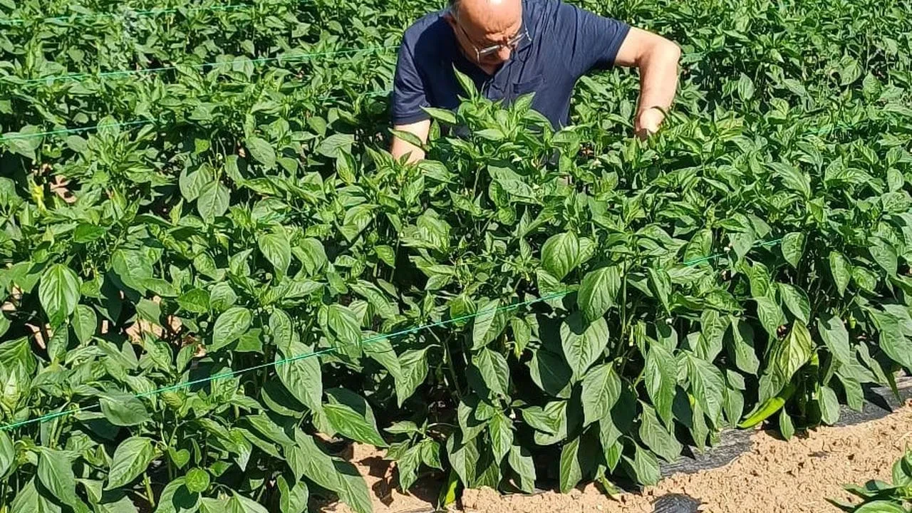 Erzincan'da TAKE Projesi kapsamında kapya biber ekim alanları denetlendi