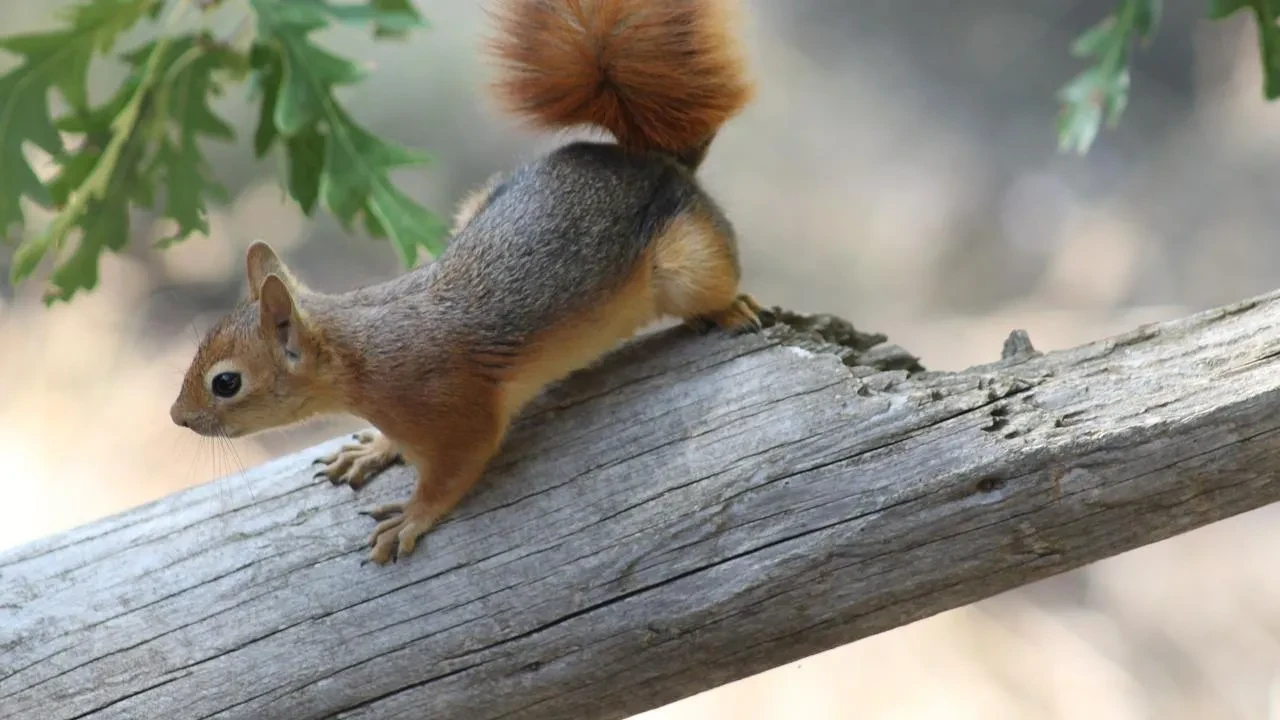 Erzincan'da piknik yapan aileye kızıl sincap misafir oldu