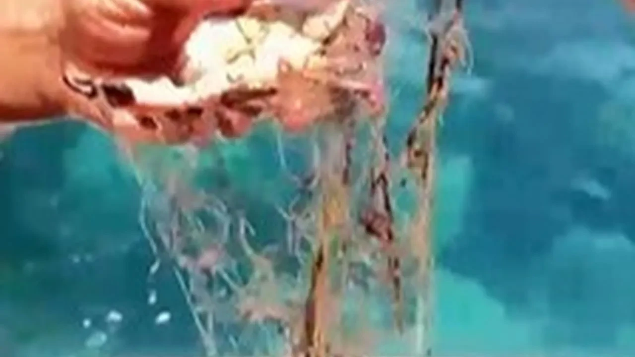 Alanya'da Hayalet Ağa Takılan Yengeçler Turgay Meşe Tarafından Kurtarıldı