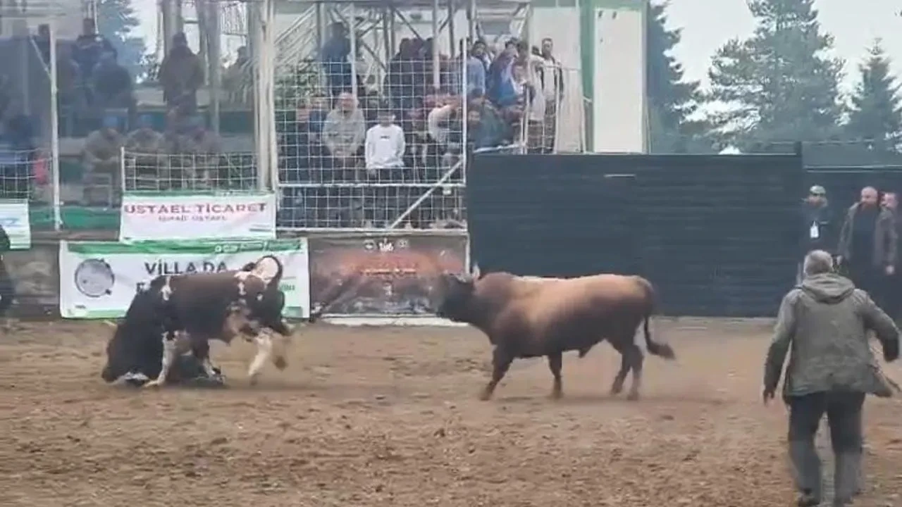 Kafkasör Festivali boğa güreşinde bakıcı yere düştü