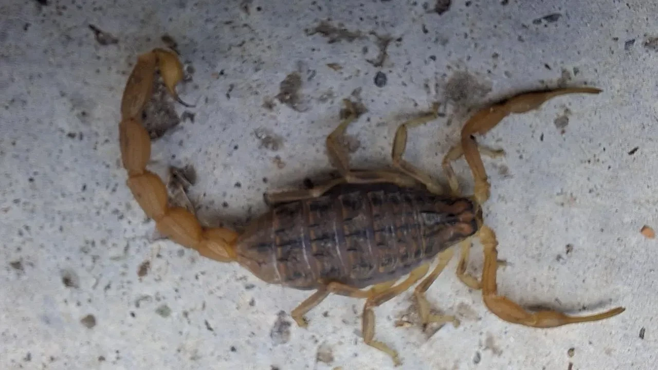 Çorum'un Osmancık ilçesinde zehirli akrep eve girmeye çalışırken yakalandı