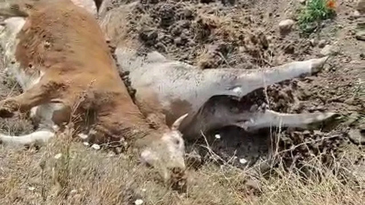 Karabük’te şap hastalığı nedeniyle 3 büyükbaş hayvan öldü