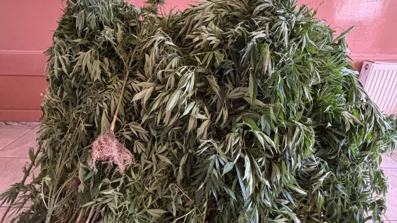 Aydın'da uyuşturucu operasyonunda 14 şüpheli yakalandı ve çok sayıda uyuşturucu ele geçirildi