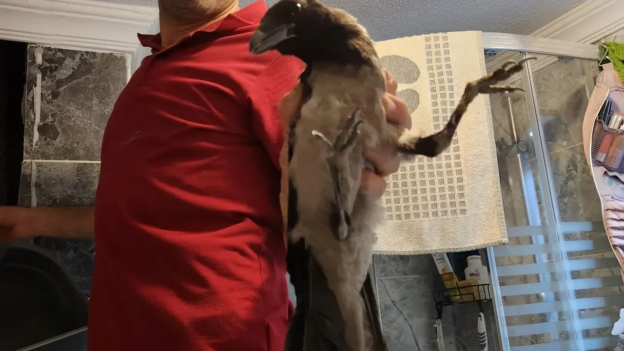 Kastamonu’nun Cide İlçesinde Havalandırma Boşluğuna Düşen Karga Murat Acar Tarafından Kurtarıldı