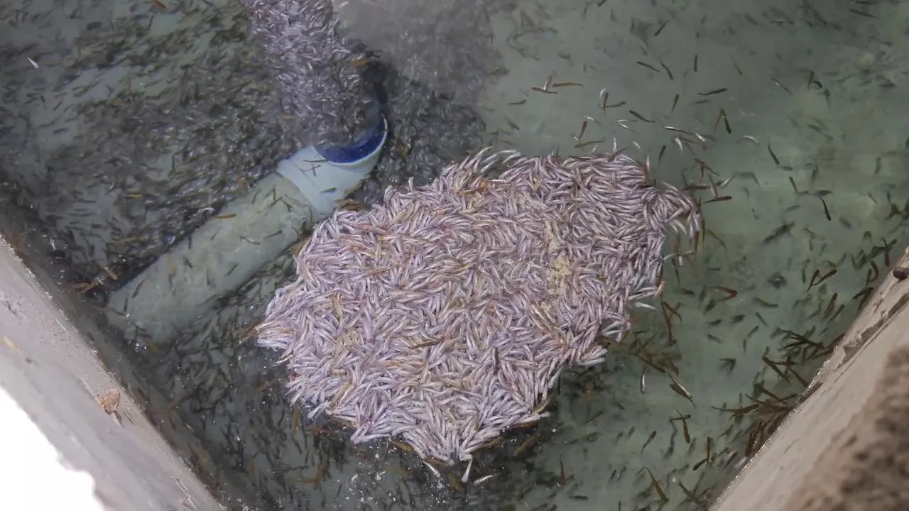 Erzurum’da Bağbaşı Mahallesi’ndeki alabalık tesisinde binlerce yavru balık öldü