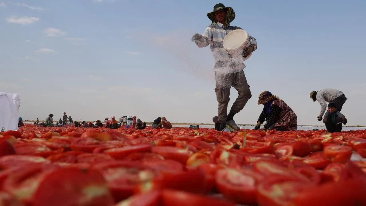 Diyarbakır’ın Çınar ilçesinde kurutulan domatesler Avrupa’ya ihraç ediliyor