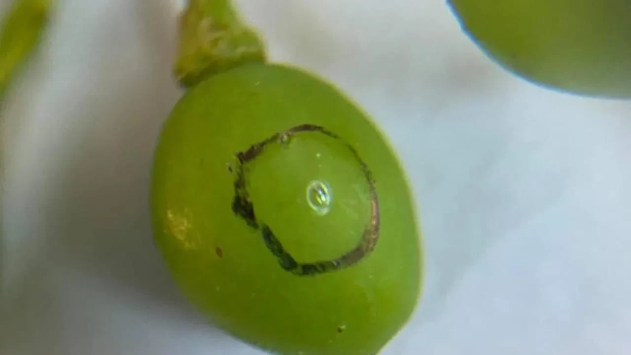 Sarıgöl’de salkım güvesine karşı ilaçlama uyarısı yapıldı