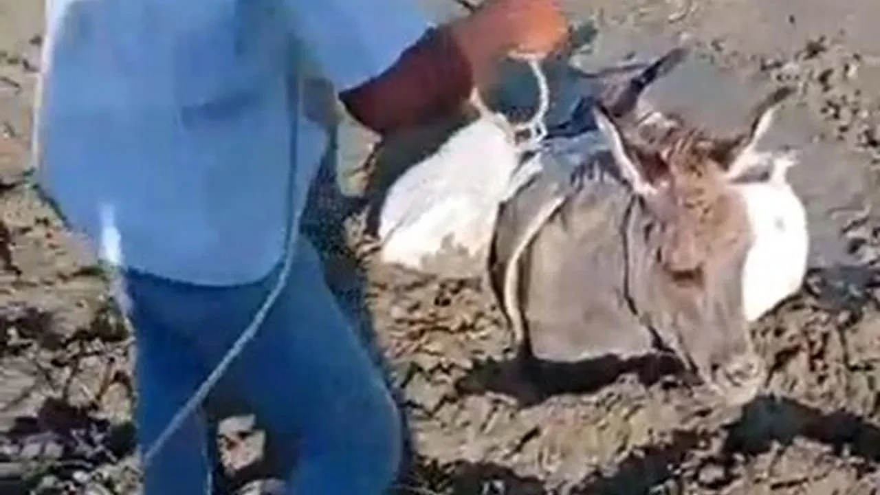 Kars’ta Çamura Saplanan Eşek Köylüler Tarafından Kurtarıldı