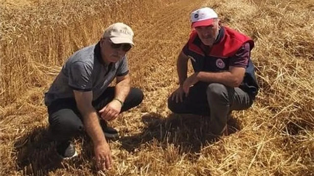 Düzce tarım ekipleri hasat verimini arttırmaya çalışıyor