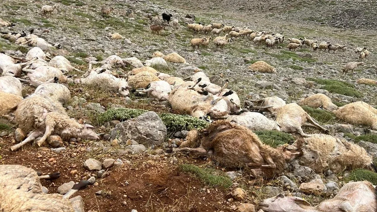 Tunceli Ovacık’ta yıldırım düşmesi sonucu 200 koyun telef oldu