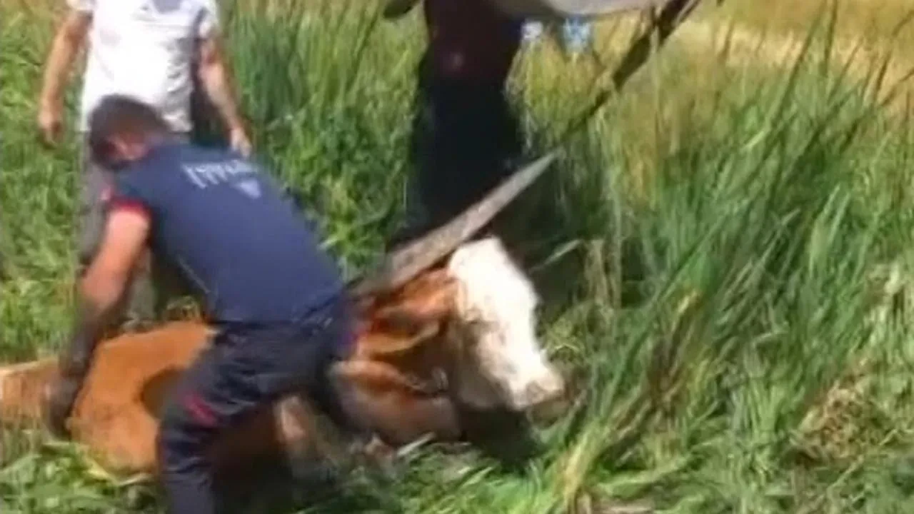 Muş'ta İtfaiye Ekipleri İki Büyükbaş Hayvanı Bataklıktan Kurtardı