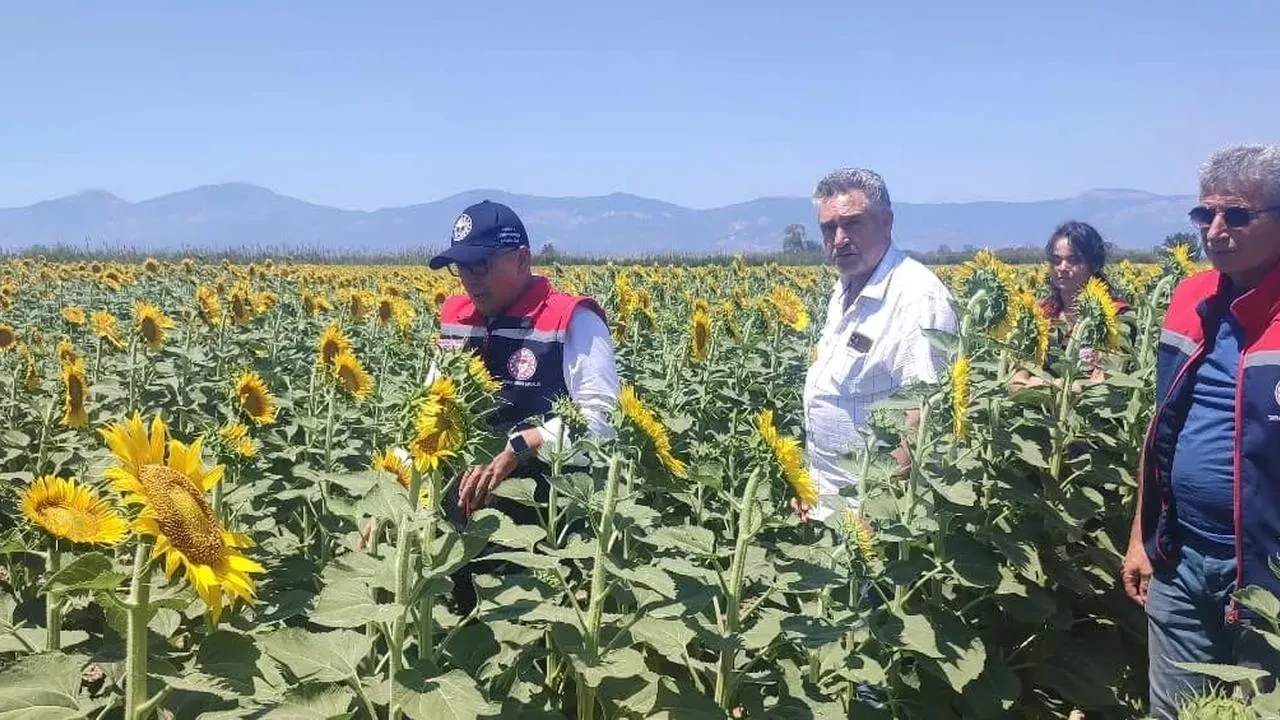 Aydın çiftçileri ayçiçeği üretiminde rekor kırıyor