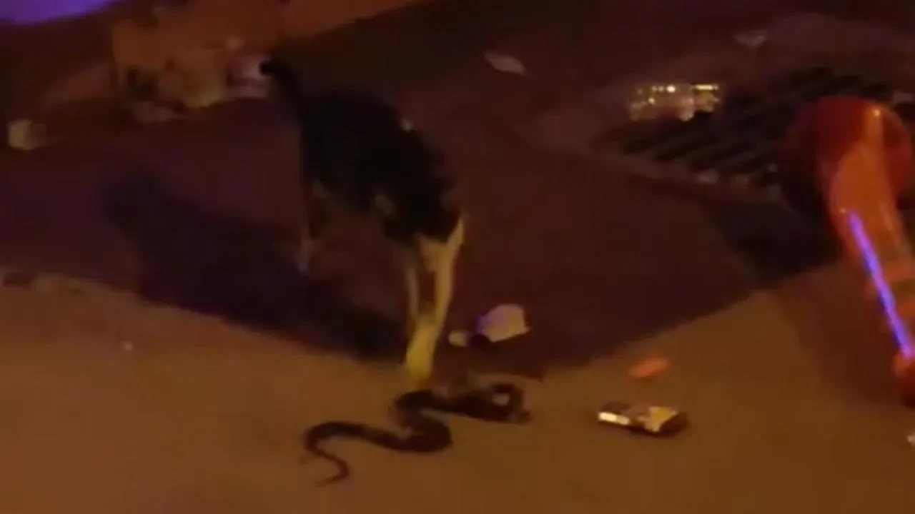 İnegöl’de kedi ile yılanın kavgası cep telefonu kamerasına yansıdı