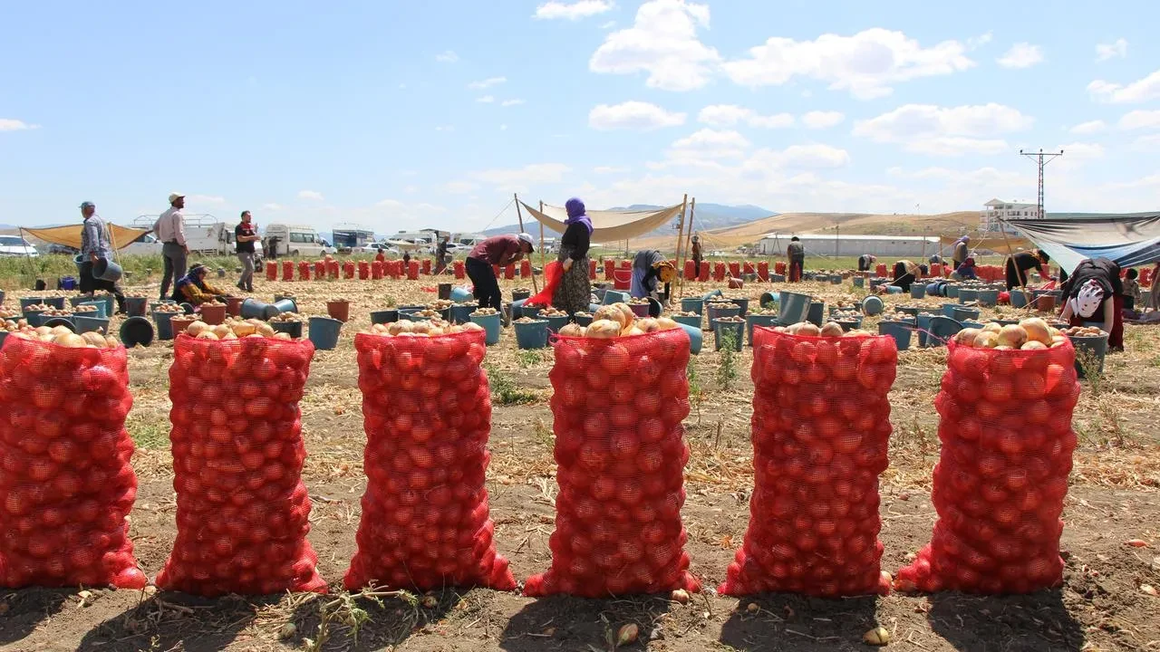 Amasya soğanları Avrupa ve Rusyada satışa çıktı