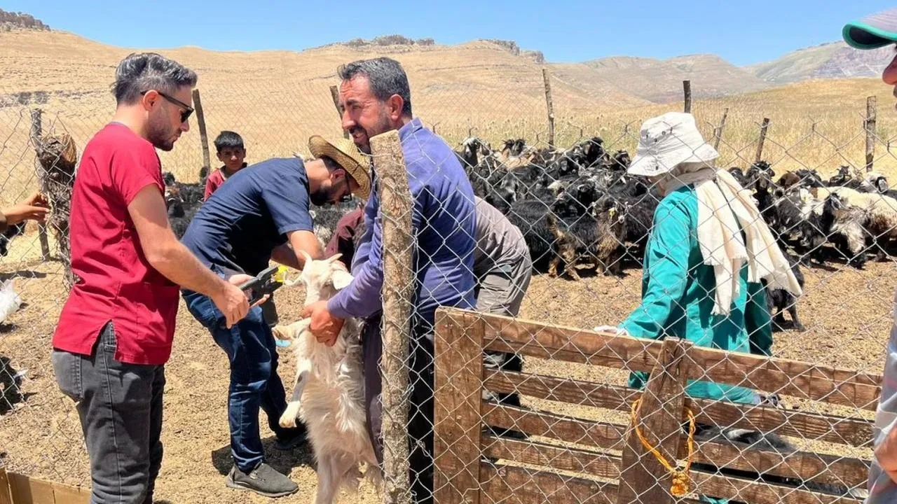 Şırnak Peri Yaylası küçükbaş hayvanları sağlığına kavuşuyor