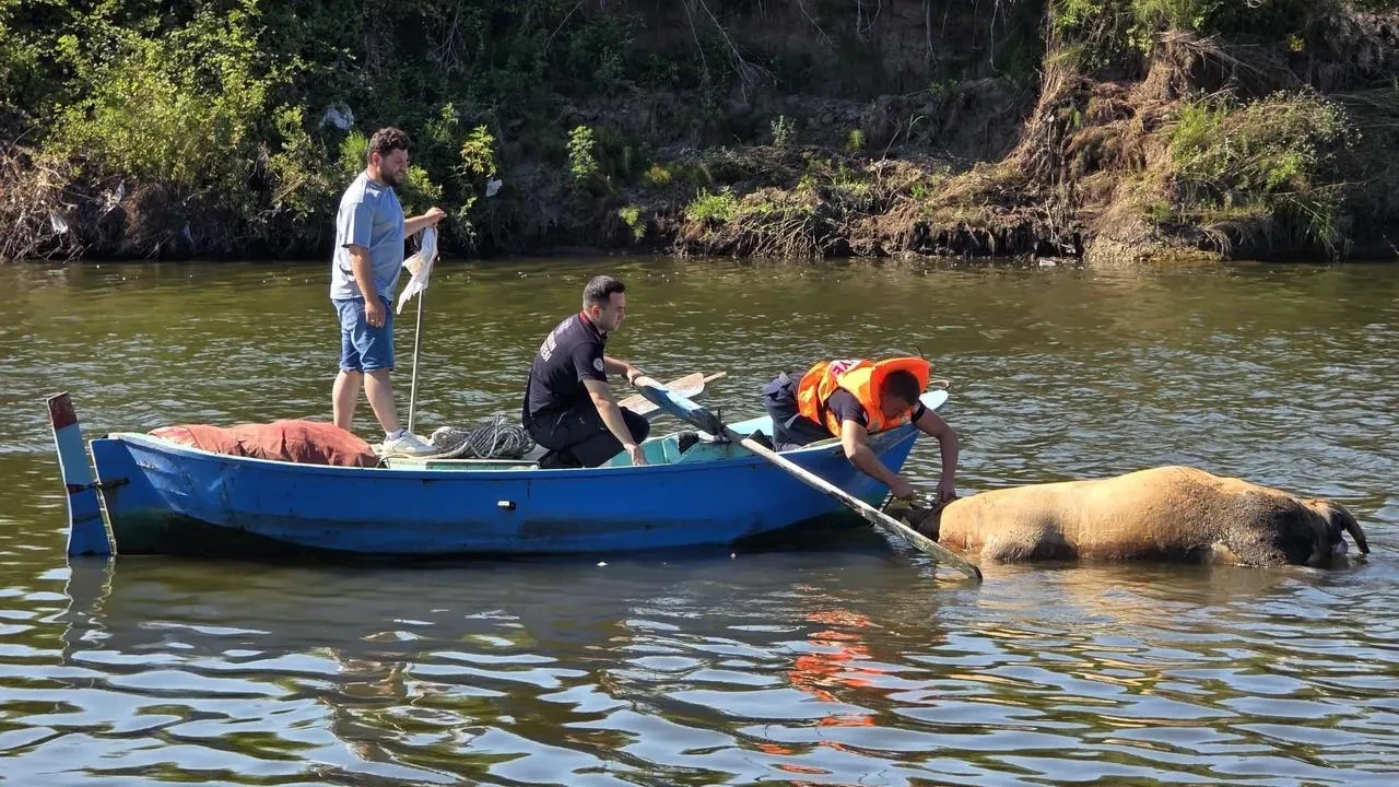Samsun’da Terme Çayı’na düşen büyükbaş hayvan telef oldu