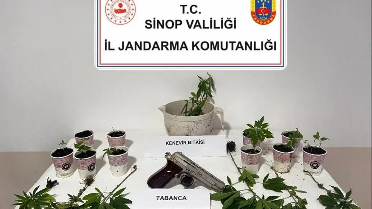 Sinop Erfelek jandarması kenevir operasyonunda şüphelileri yakaladı