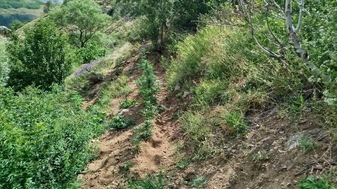 Bingöl’de Jandarma 843 kök kenevir bitkisi ele geçirdi