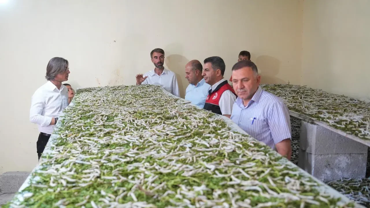 Muş’ta Halil Koç ipek böceği yetiştiriciliğiyle binlerce lira kazandı