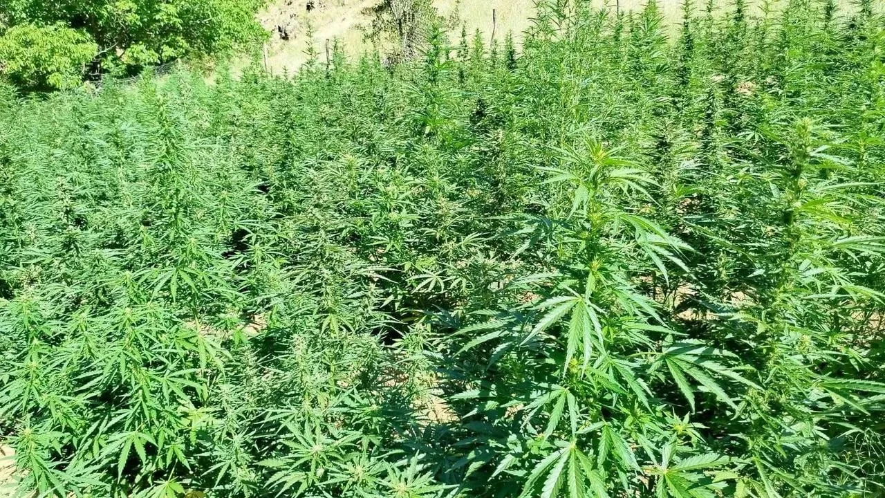 Bingöl’de Jandarma 1410 kenevir bitkisi ve tabanca ele geçirdi