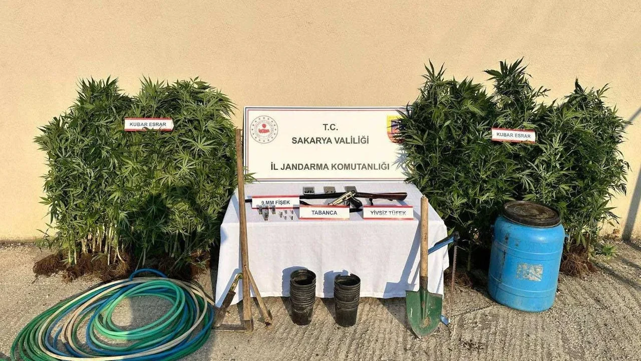 Sakarya Hendek'te uyuşturucu operasyonunda 147 kenevir bitkisi ele geçirildi