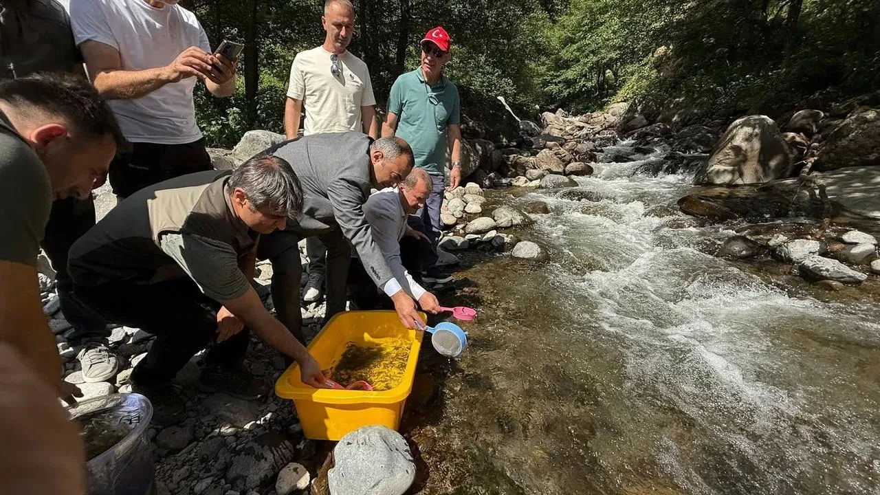 Şavşat'ta Mansurat Deresi'ne 20 Bin Alabalık Yavrusu Bırakıldı.
