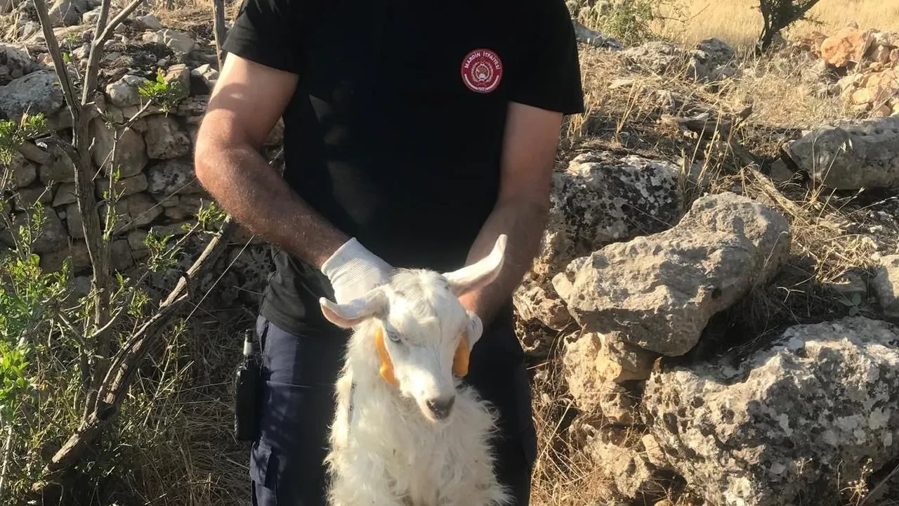 Mardin Artuklu itfaiyesi kuyudaki keçiyi böyle kurtardı