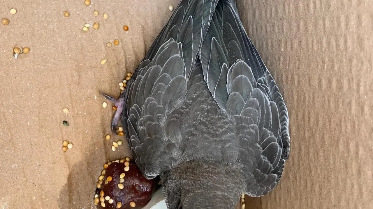 Elazığ’da vatandaş bitkin Ebabil kuşunu koruma altına alıp besledi