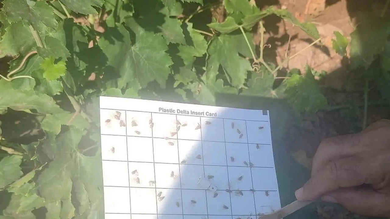 Salihli’de bağ üreticilerine salkım güvesi ve unlu bit uyarısı