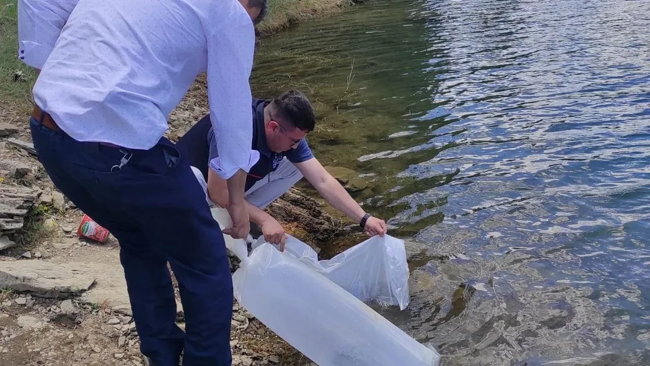 Kütahya Emet göletlerine binlerce sazan balığı bırakıldı