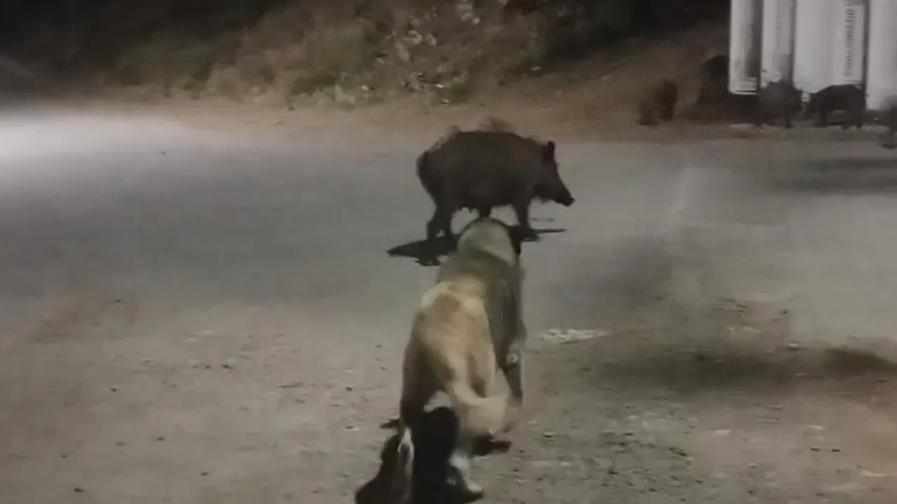 Tunceli’de yaban domuzları şehir merkezinde çöp karıştırdı