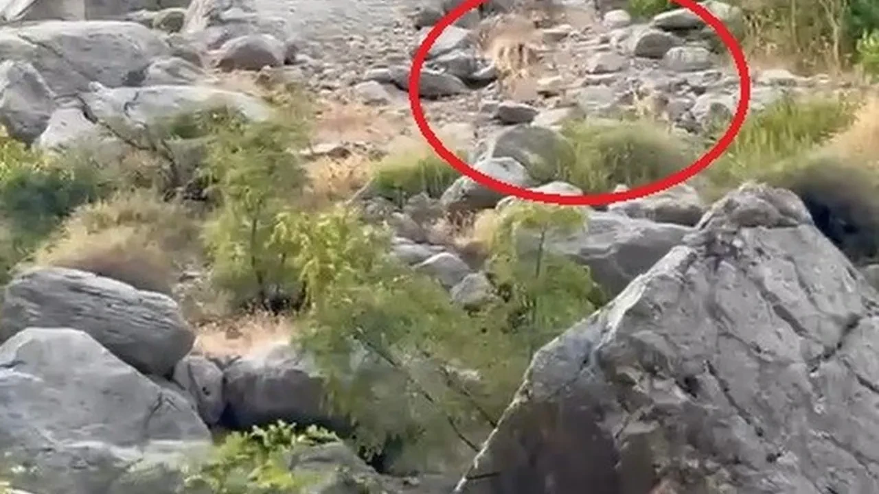 Erzincan Karanlık Kanyon'da anne ve yavru dağ keçisi görüntülendi