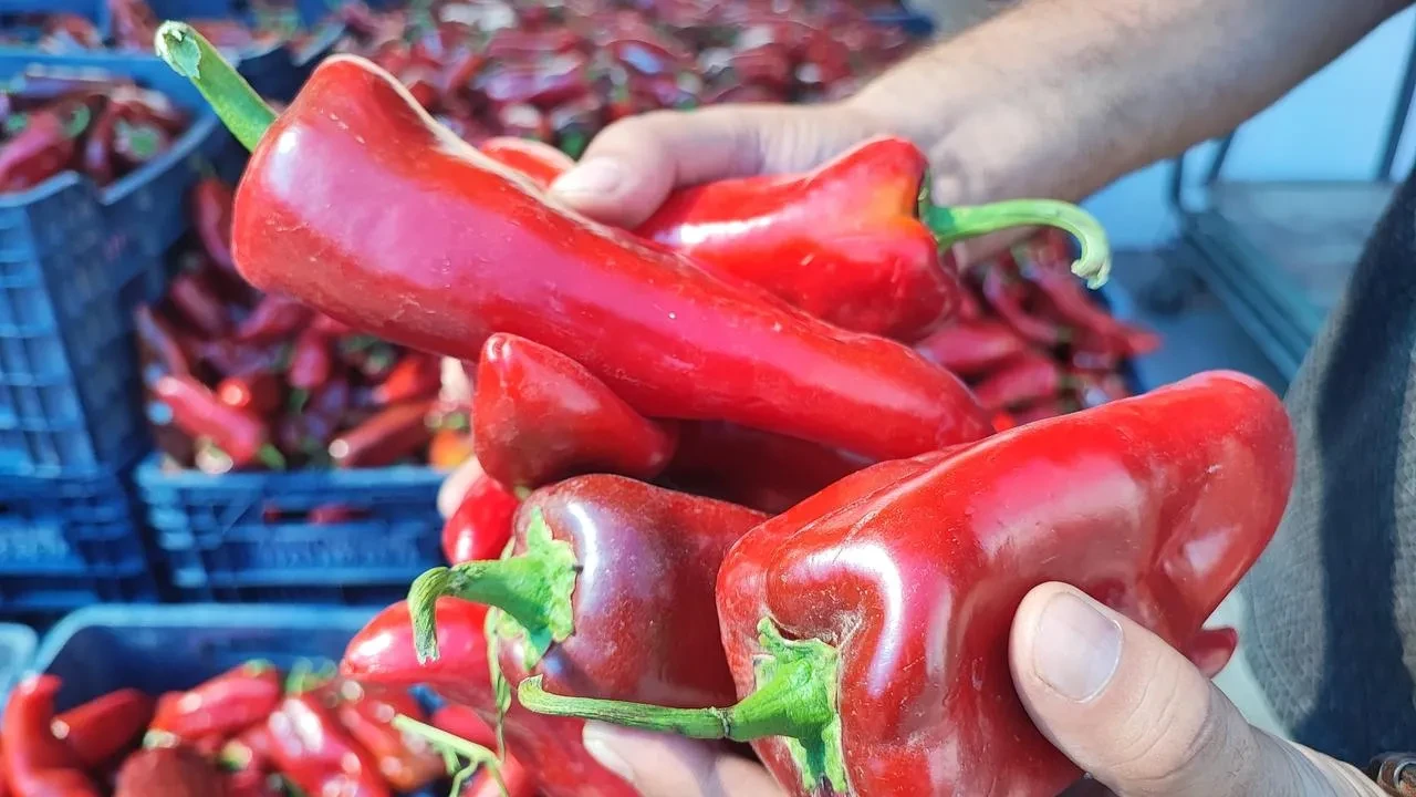 Adana salçalık biber pazarında yeni sezon başladı