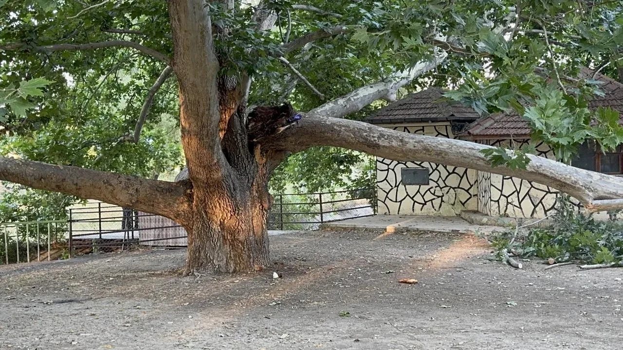 Piknik Alanında Çınar Ağacının Dalı Vatandaşların Üzerine Devrildi