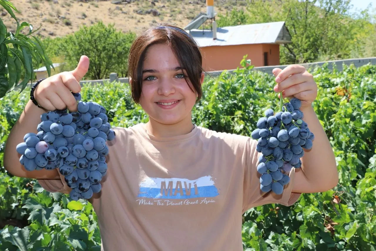 Üzümlü İlçesinde Cimin Üzümü Hasadı Başladı