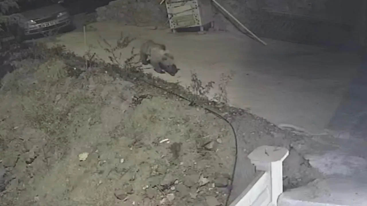 Gümüşhane’de ayı kedilerin mamasını yerken güvenlik kamerasına yakalandı