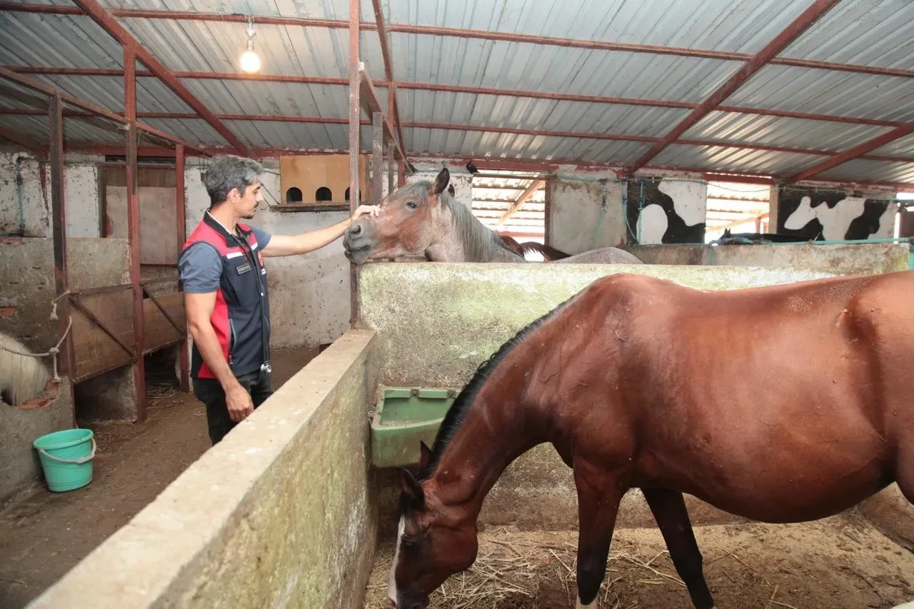 Çanakkale İl Tarım ve Orman Müdürlüğü hayvanlara sağlık taraması yapıyor