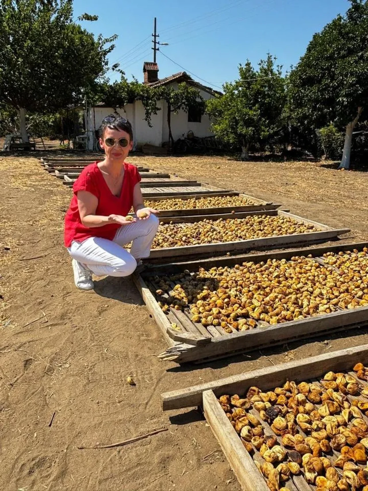 Aydın İnciri için coğrafi işaret denetimleri tamamlandı